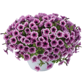 Littletunia® Pink Splash