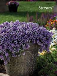 Lavender Stream™