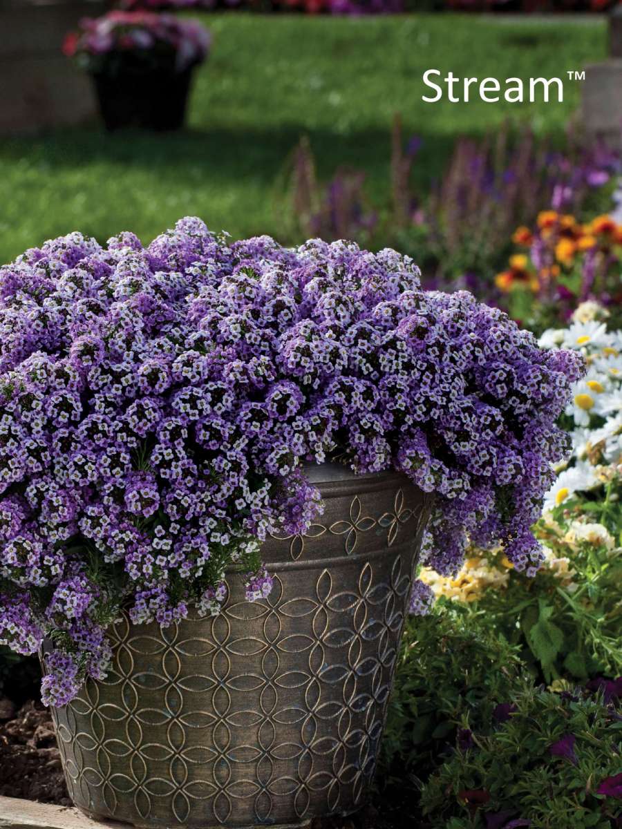 Lavender Stream™