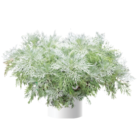 MAKANA™ Silver