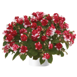 Musica® Bicolor Dark Red