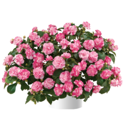 Musica® Bicolor Pink