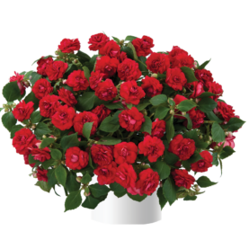 Musica™ Elegant Red