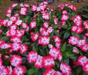 Hamony® Radiance™ Hot Pink