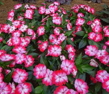 Hamony® Radiance™ Hot Pink