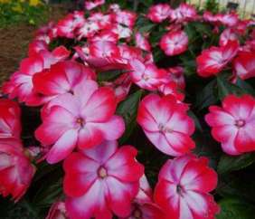 Hamony® Radiance™ Hot Pink