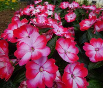 Hamony® Radiance™ Hot Pink