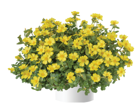 PAZZAZ NANO™ Yellow