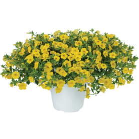 Noa® Yellow