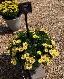 Osticade™ Yellow