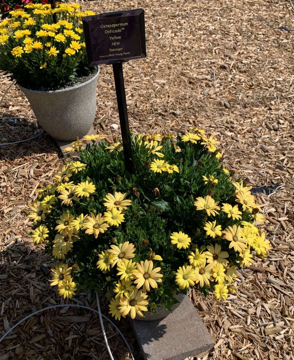 Osticade™ Yellow