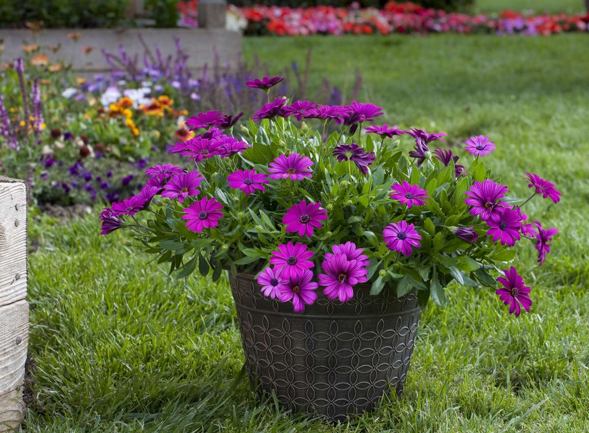 Osticade™ Purple