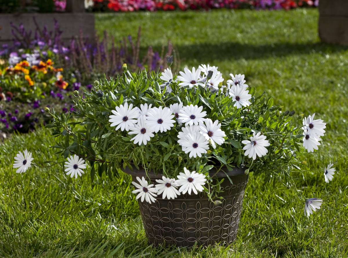 Osticade™ Pure White