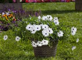 Osticade™ Pure White