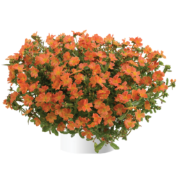 Pazzaz™ Tangerine