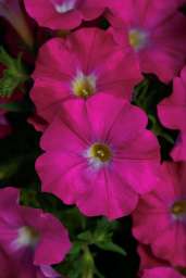 Supercal® Rose