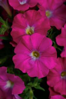 Supercal® Rose