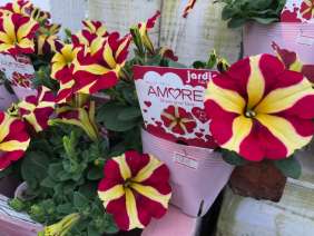 Amore® Queen of Hearts