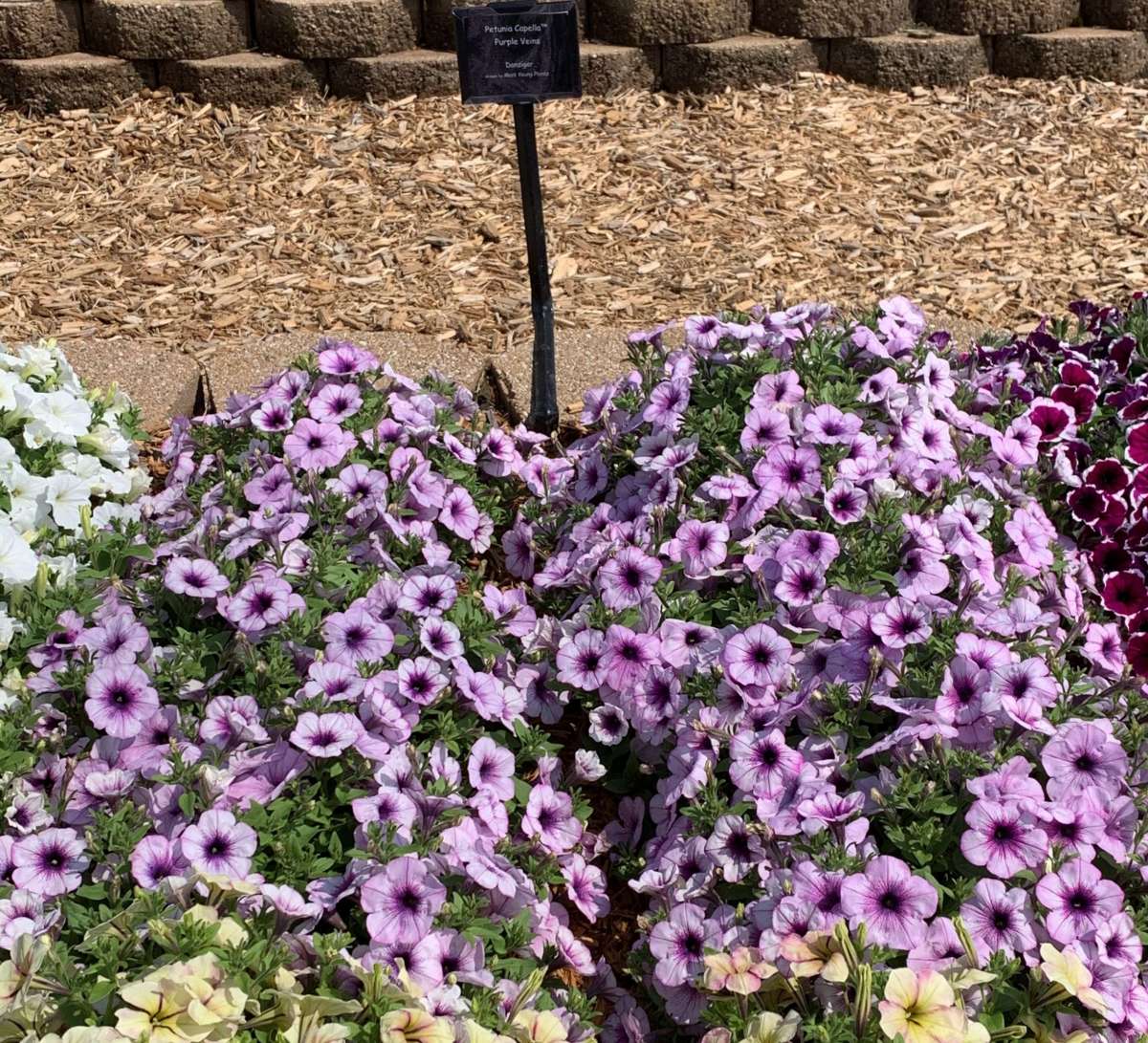 Capella™ Purple Veins