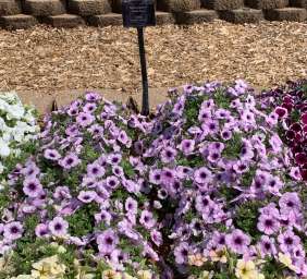 Capella™ Purple Veins
