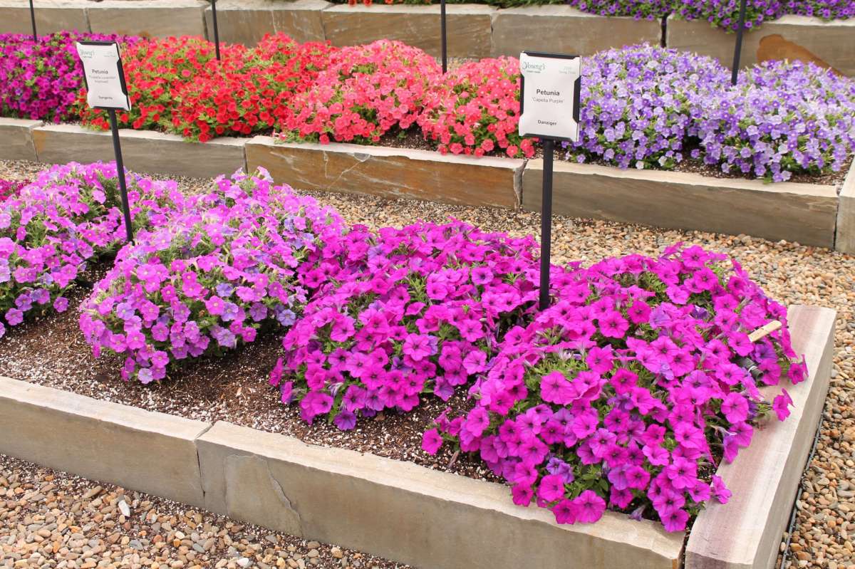Capella™ Purple