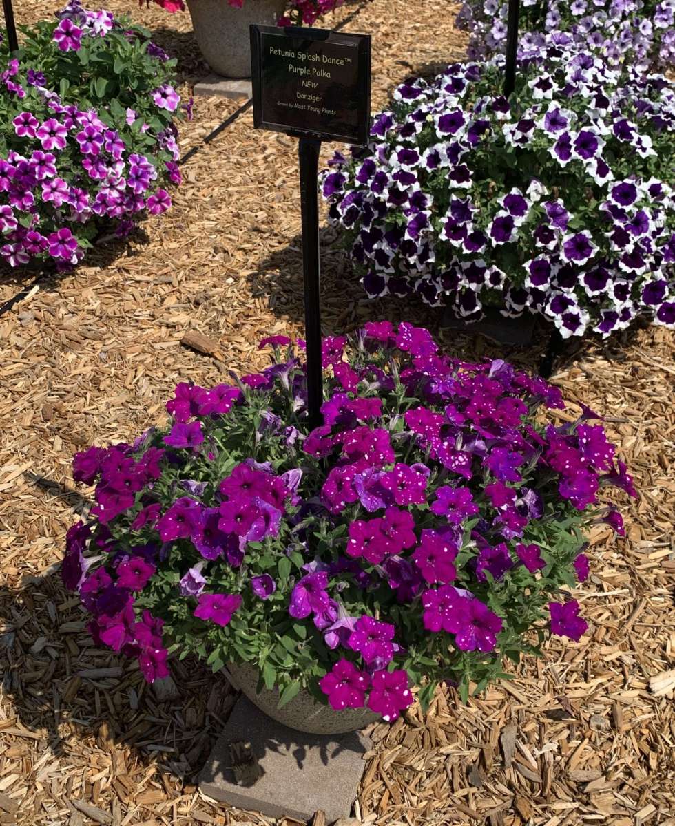 Splash Dance™ Purple Polka