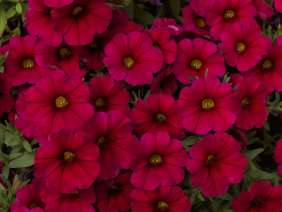 Supercal® Cherry Improved