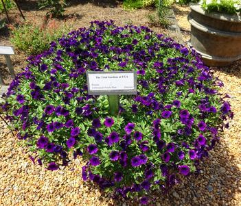 Littletunia® Purple Blue