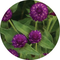 Pinball™ Purple