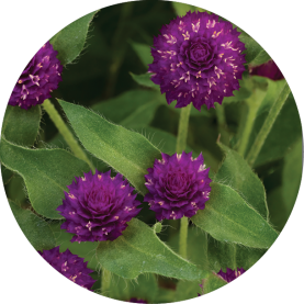 Pinball™ Purple