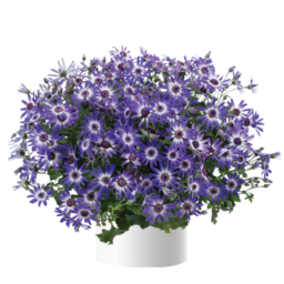 Primavera™ Blueberry