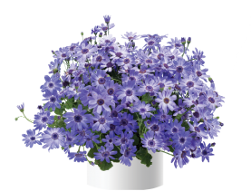 Primavera™ Denim
