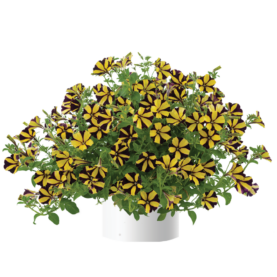 Sunflower Imp. Ray™