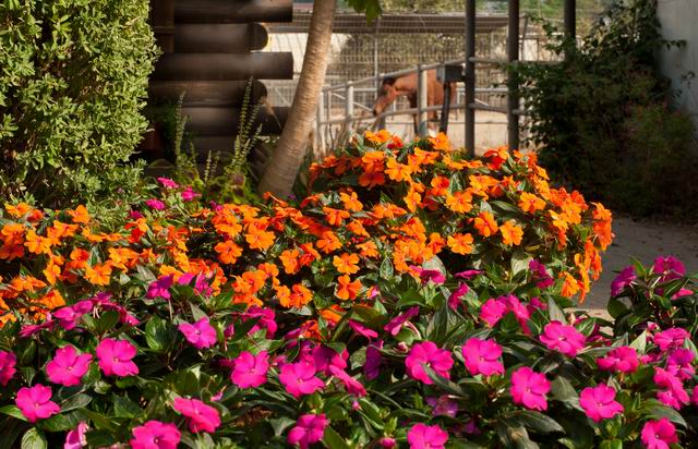 Sun Harmony™ Deep Orange