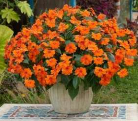 Sun Harmony™ Deep Orange