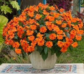 Sun Harmony™ Deep Orange