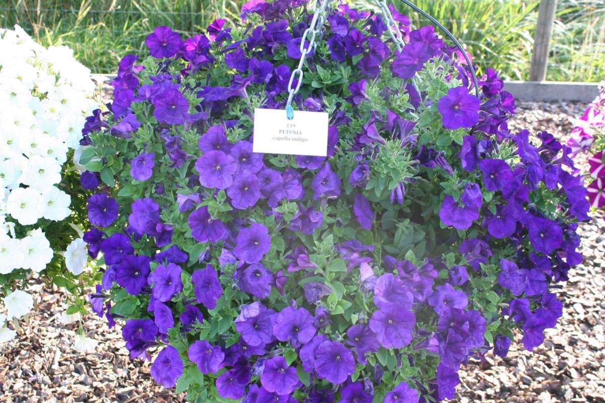 Capella™ Indigo