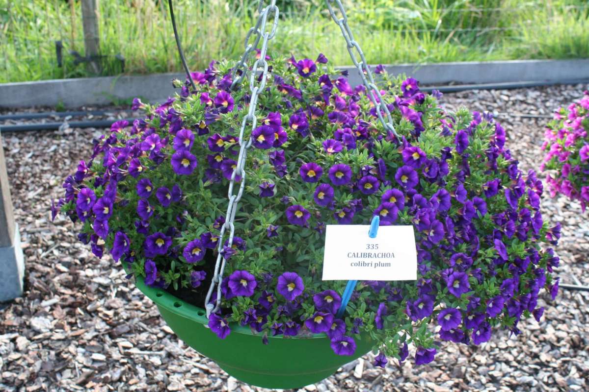 Colibri™ Plum
