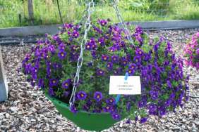 Colibri™ Plum