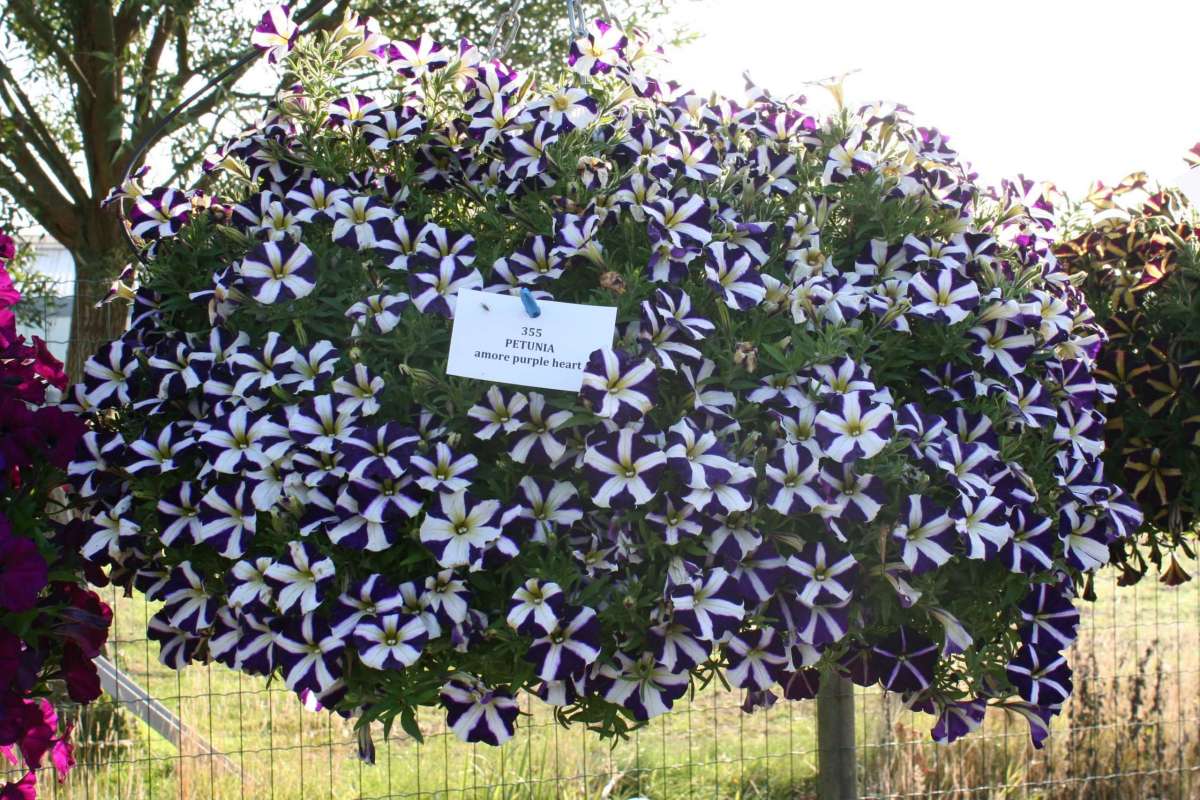 Amore® Purple