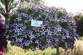 Amore® Purple