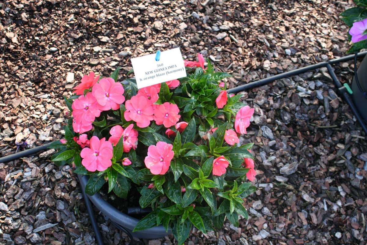 Harmony® Orange Blaze