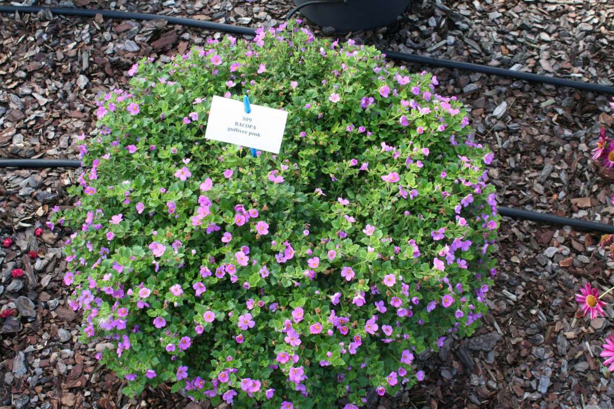 Scopia® Gulliver Pink