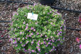 Scopia® Gulliver Pink