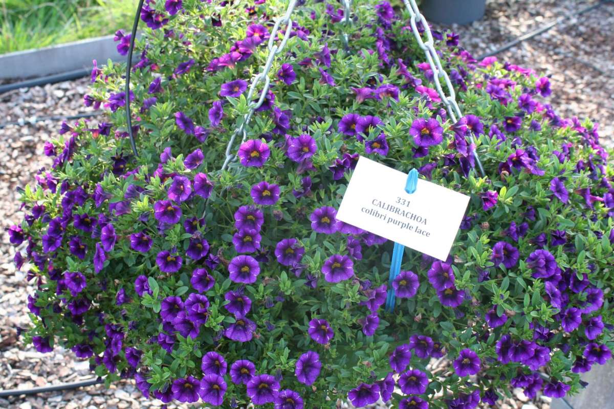 Colibri™ Purple Lace