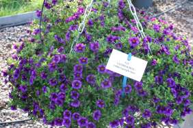 Colibri™ Purple Lace