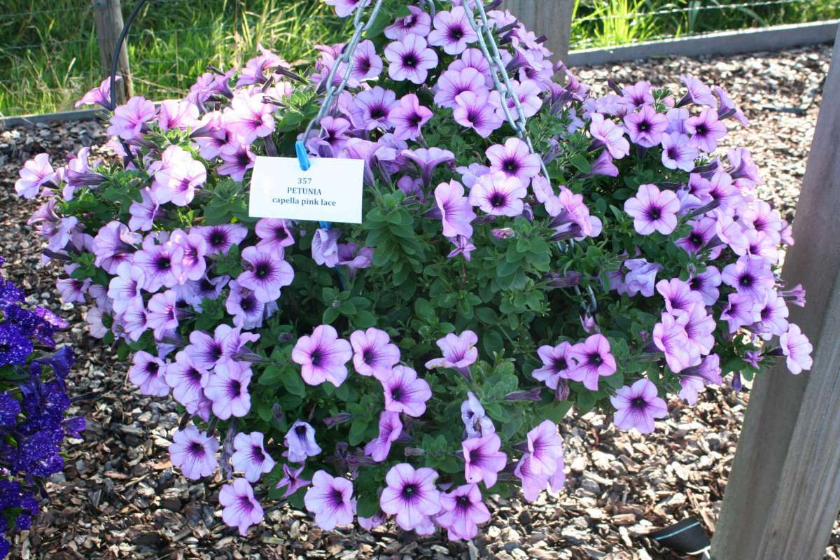Capella™ Purple Veins