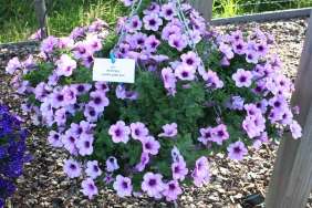 Capella™ Purple Veins