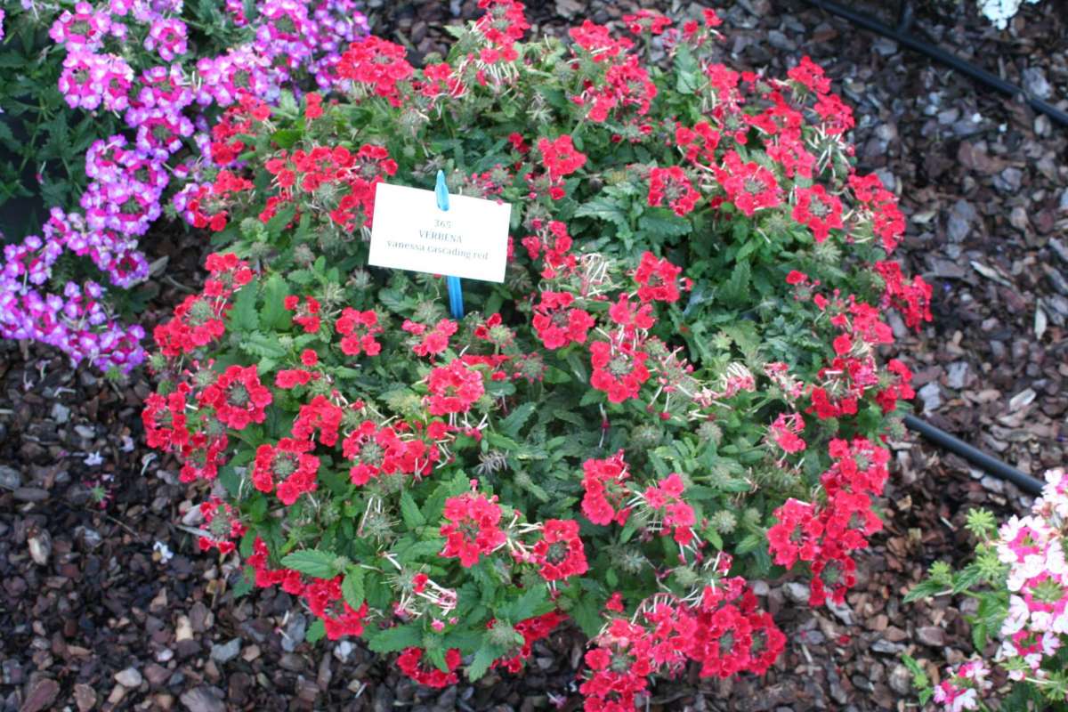 Vanessa™ Compact Red