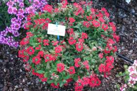 Vanessa™ Compact Red